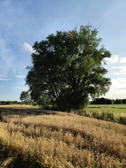 Bellegem, West-Vlaanderen (Belgium)